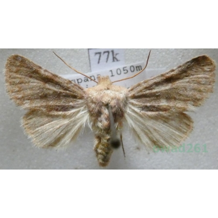 Metopoceras felicina (Donzel, 1844) Spain77k